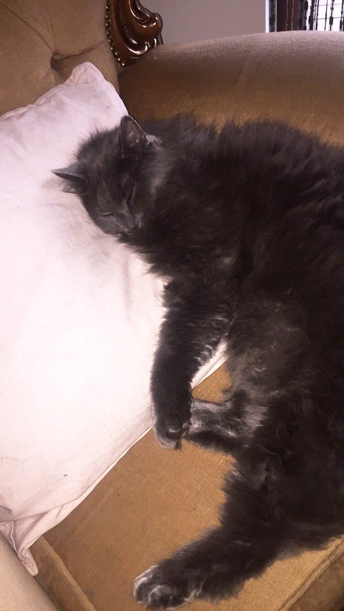 Geta vinir í 200 hjálpað mér að finna Gosa minn. Hann er mjög veikur og er á lyfjum og fór út. Hefur ekki komið heim 😿 RT væri vel þegið