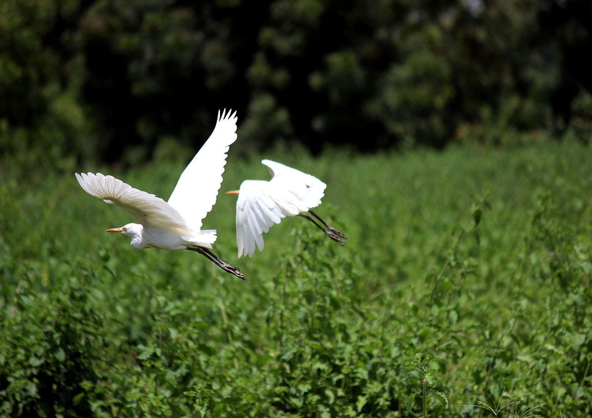 UN_Water's tweet photo. Why are wetlands essential for a sustainable urban future?
Urbanisation is completely transforming where and how people will live in the future. Current development of human settlements is a major concern for wetland conservation...
#WorldWaterDay https://t.co/WoLQi5GtYG https://t.co/wwyKe3fzGl