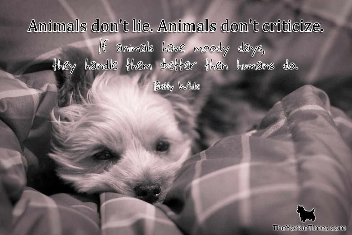TheYorkieTimes's tweet photo. Yorkies are amazing | The Yorkie Times https://t.co/J7YoHk0Zg4 https://t.co/ocxI8Fai2f