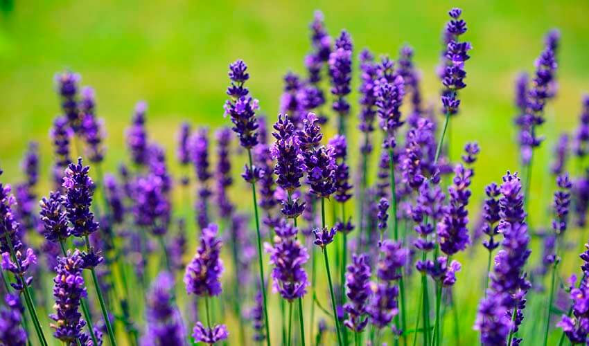 hierbaspara's tweet photo. Lavanda o lanvandula: una planta que sana gracias a su aroma https://t.co/ke6Lejqrti https://t.co/t4YxMUSFoy