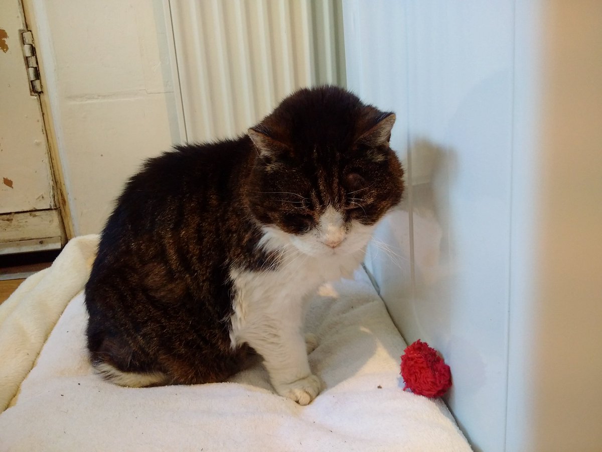 ladyrobinbudd's tweet image. Goodnight sweet Chessie girl..loved you so very much, never believed in broken hearts until last night. My darling and very much adored kitty. Goodnight sweetheart.