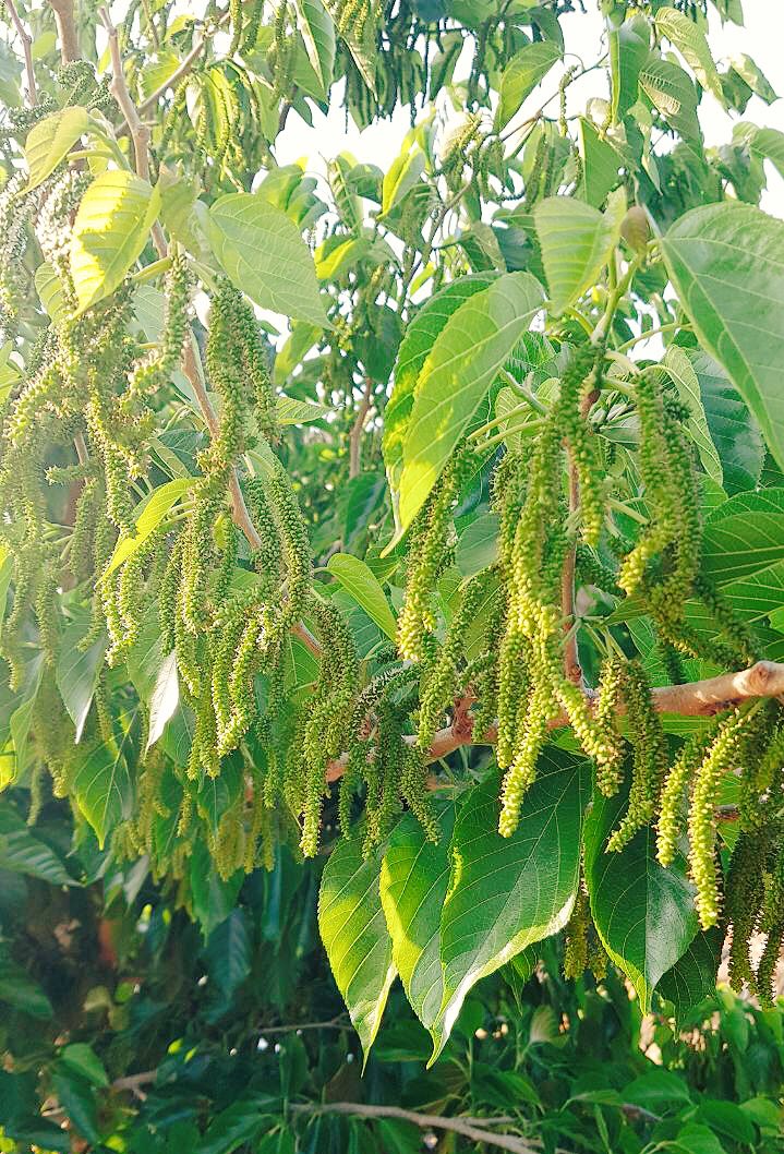 خل التوت الكشميري غير المدغدغ Sjvbca Org