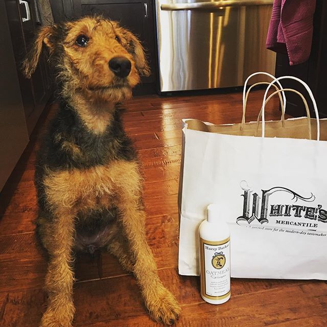 brassybroadjen's tweet photo. Finley enjoyed her first trip to @whitesmercantile in Franklin yesterday. She just got a bath with her new Harry Barker’s Oatmeal shampoo. #finntern #airedale #franklintn #harrybarkers https://t.co/Rk1JJvkUml https://t.co/wfaIai9kFH