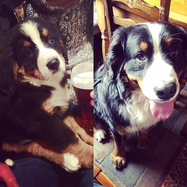 Half birthday pub trip today: 2mths vs 18mths 😍 #bernesemountaindoglovers #lovebernesemountain_dog_feature #dailybernese #cutepetclub #dogsofinstaworld #bernesemountaindog #topdogphoto 
#bernese_feature #berners #bernersofig  #bernerlife #bernerdaily… ift.tt/2H4RARX