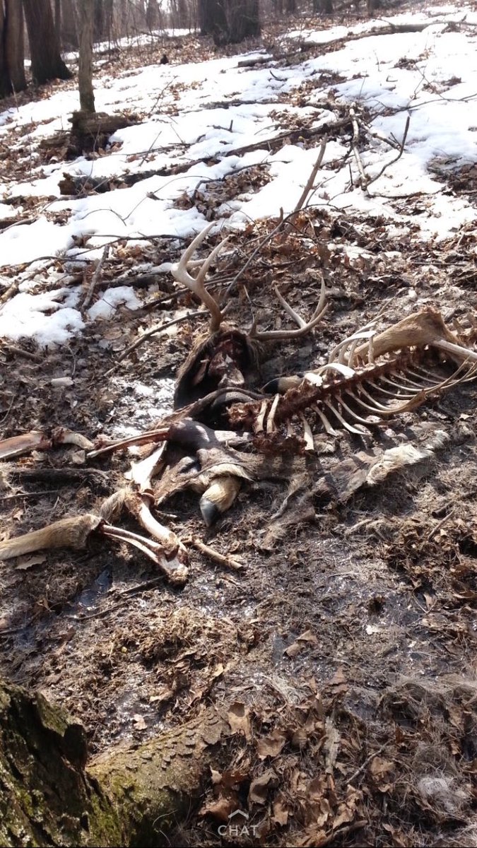 BCODBoys's tweet photo. Probably one of the worst things to come across while shed hunting, but that’s just the way it goes sometimes! RIP to this guy! https://t.co/VfFX5BzkO4
