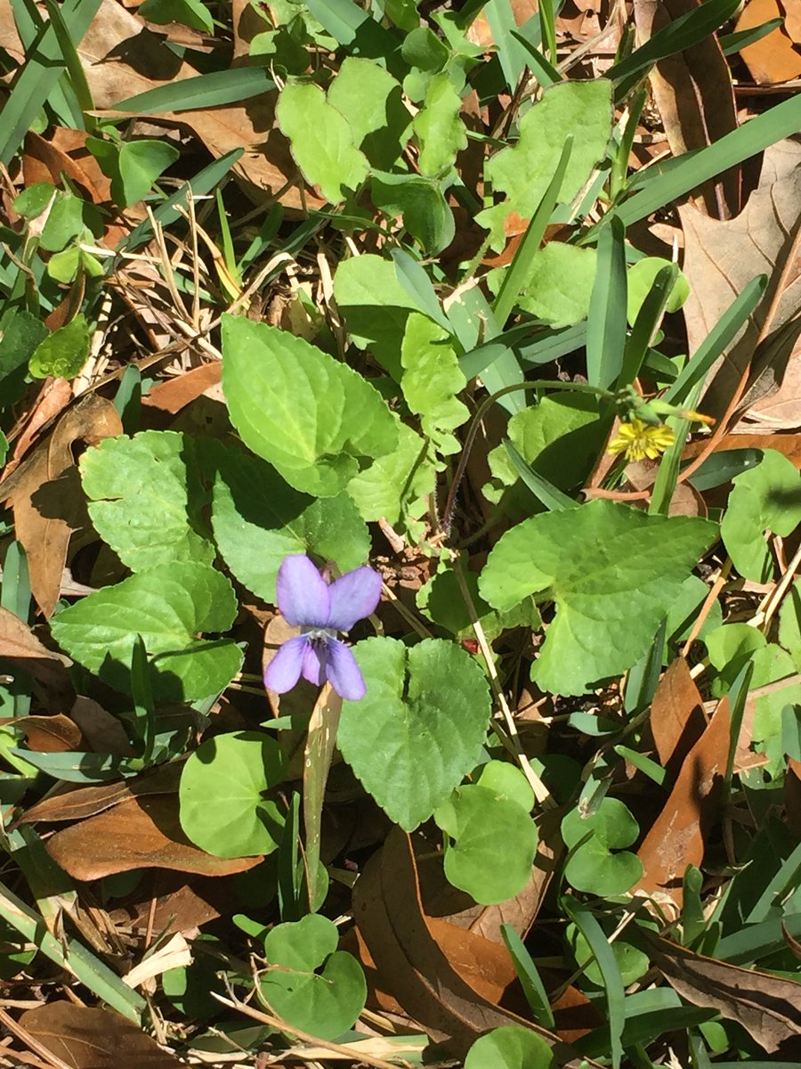 dFellNeuroPT's tweet photo. Don’t miss the small but beautiful things in life. Purple violet (~half inch) now blooming in Mobile. #wildflowers  in addition to family and PT, I love nature and God’s creation! https://t.co/A1FJq27rvr