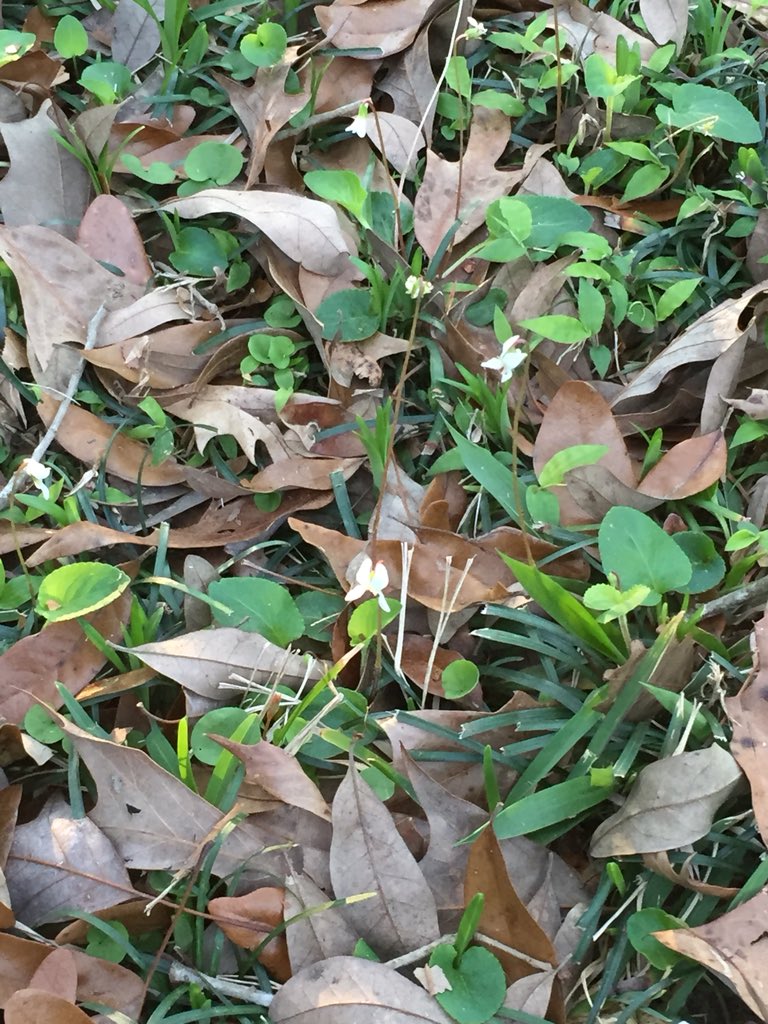 dFellNeuroPT's tweet photo. And the even smaller white violet #wildflower https://t.co/19fVQdX6LP