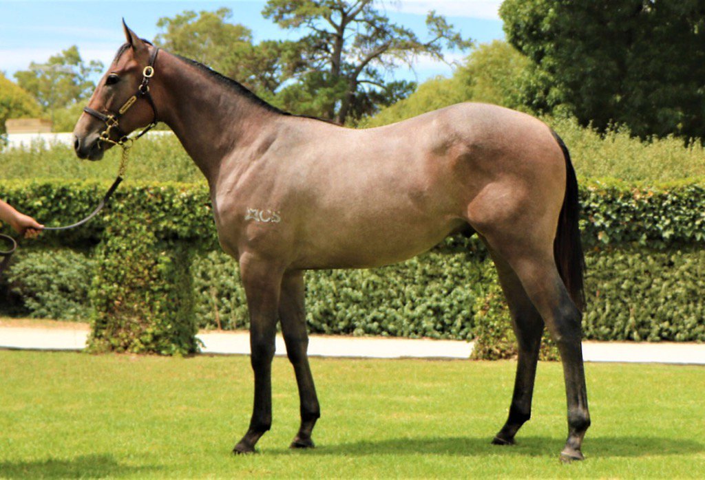 CornerstoneStud's tweet photo. Another top 2YO trainer takes home a Zebedee yearling. @lindsayparkrace picks up lot 117 for $90,000. #2yoSpeed https://t.co/3Kzw8YzceZ
