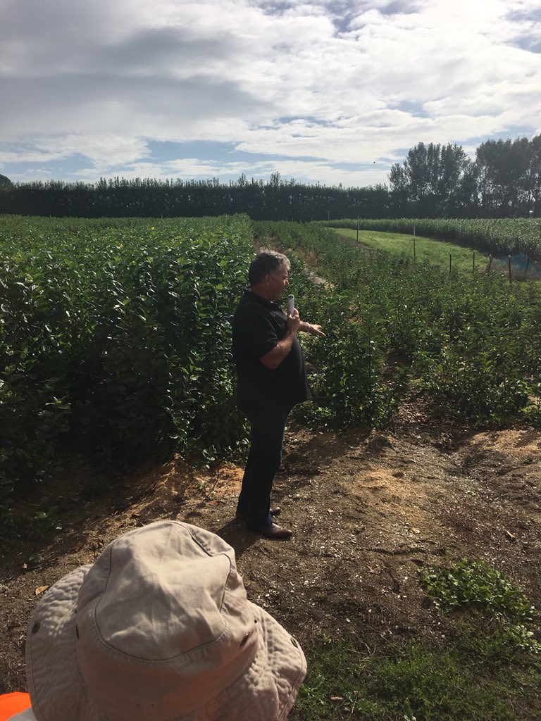 timdwelsh's tweet photo. G41 vs G202 in layer beds. Success vs ???? Waimea Nursery #iftaNZ https://t.co/9hB3V0bRXv
