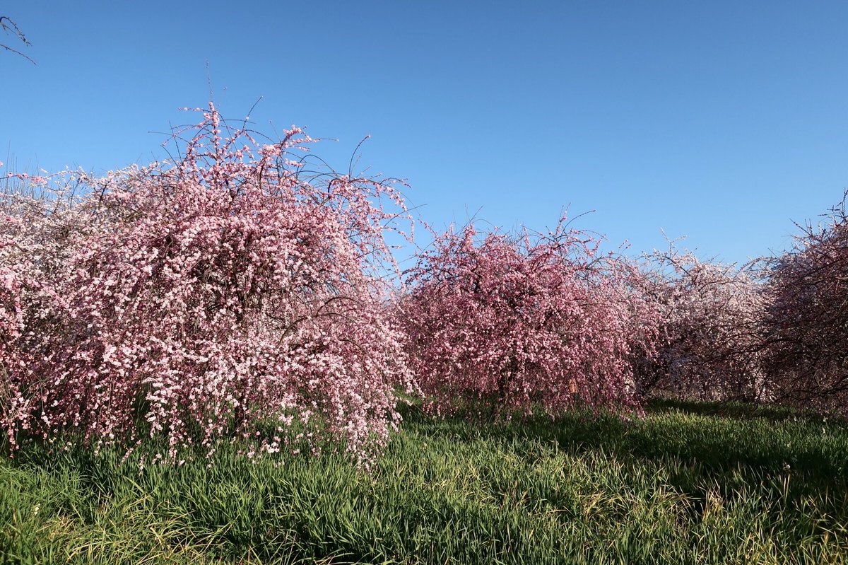 おはようございます٩(*´꒳`*)۶

今週も…
よろしくﾃﾞｽ(￣∇￣*)ゞ

梅の花が見頃で
キレイでした🌸