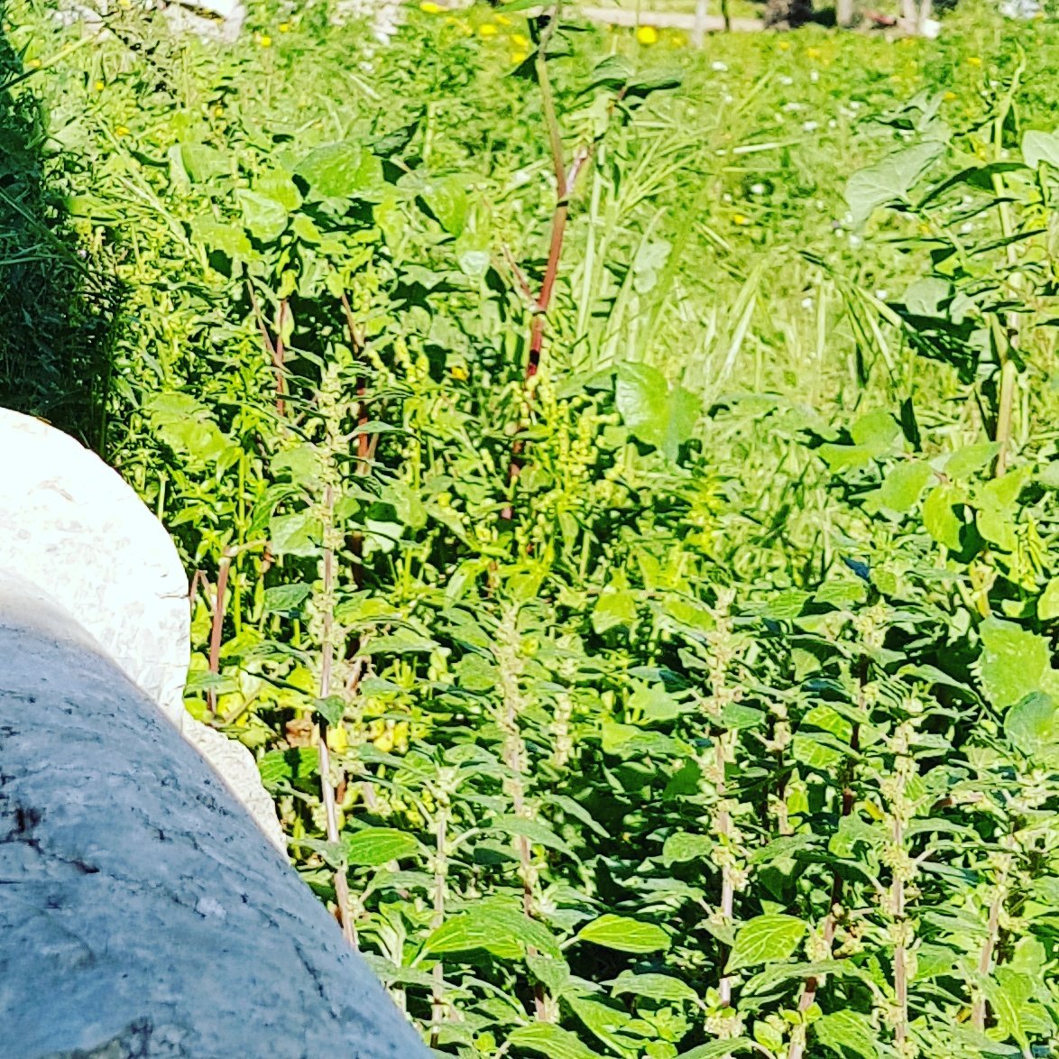 tenute_senia's tweet photo. Nel cuore dei Monti Iblei...muretti a secco, erbe e fiori, cuore pulsante di vegetazione. Tutto fermo nel tempo, solo i tralicci ci riportano ai giorni nostri!🌼🌱🌾🌿
#TiCuntu #wine #newlabel #touchmystone #positivevibes #nature #study #aroma #drystonewall #Montiiblei #Sicily https://t.co/KI2Ee9NfLE