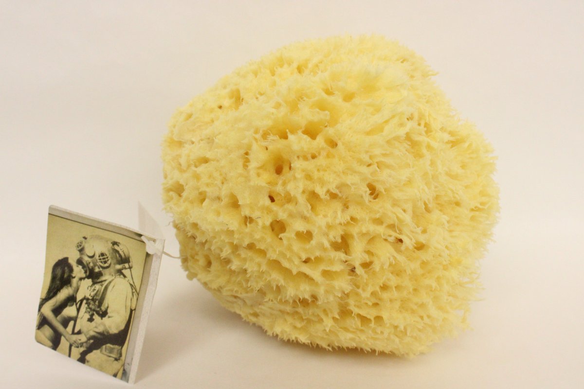 BotanicalProp's tweet photo. #HoneycombSeaSponge is the "King" #Greek #NaturalSponge. Treat yourself to one of nature's most precious gifts in the bath for a luxurious experience that is unforgettable! #Durable #antimicrobial #hypoallergenic @stjacobsmarket #KitchenerMarket #Cambridge https://t.co/mfTtCZ9Y4h https://t.co/d5JWrOFqsS