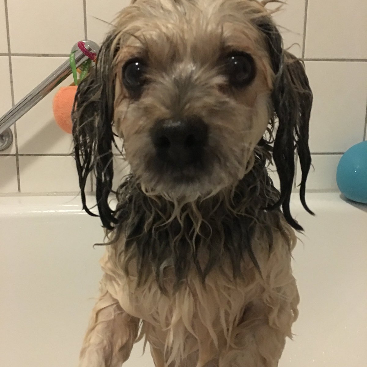 <a href="/dieserpan/">Pan</a> Dankeschön für den schönen Stream. 💜
Es war der perfekte Abschluss für diese wunderschönen Woche. 💜
Ganz viel Love auch an die #Puddingfam. Hab euch lieb. 💜

Ps: Mein Hund mag Baden nicht besonders, aber nach ein paar Leckerchen hasst er mich mindestens nicht mehr.