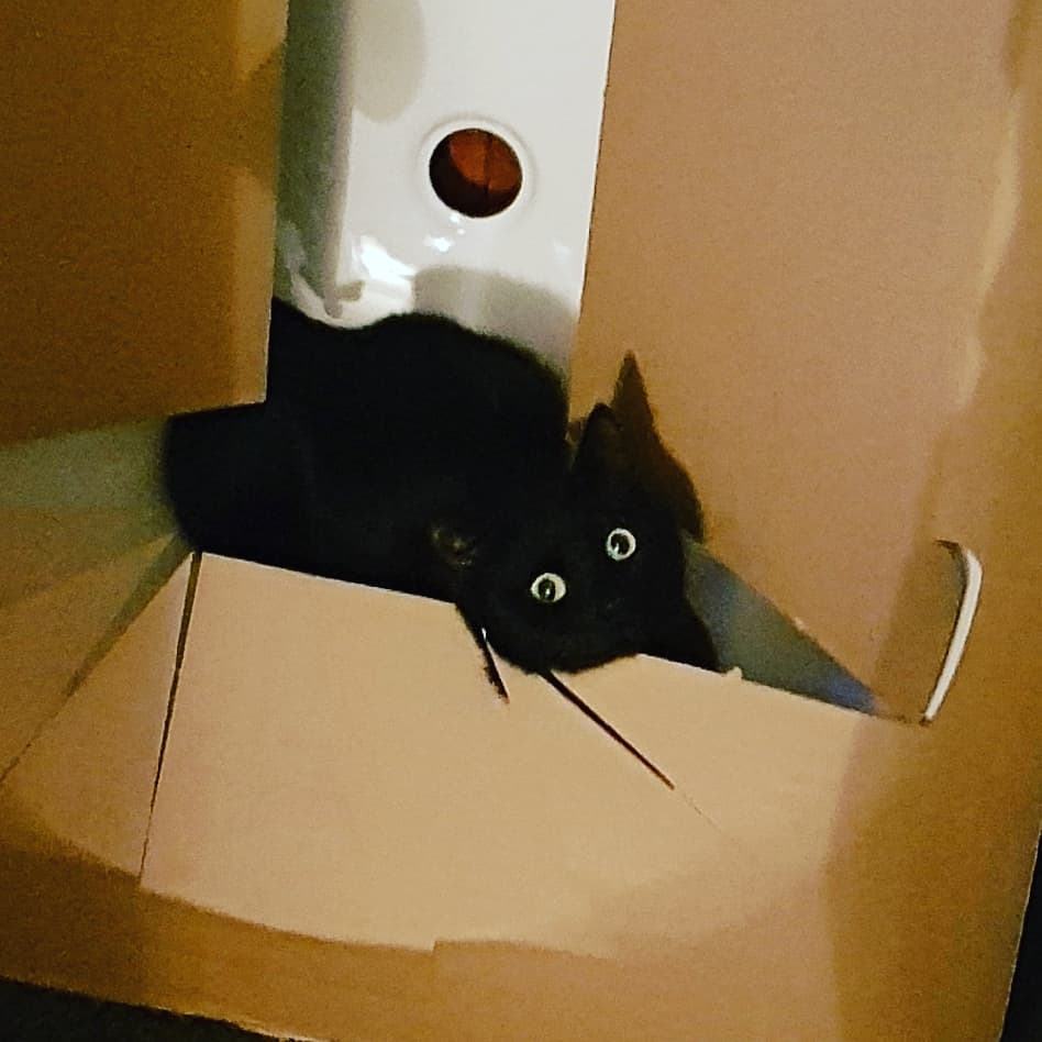 moderndaymerlin's tweet photo. After a long twitter break, I'm back! <3 to everyone and I hope you're all amazing! Have a picture of my badly behaved yet adorable cat https://t.co/0oMTZOYmlj