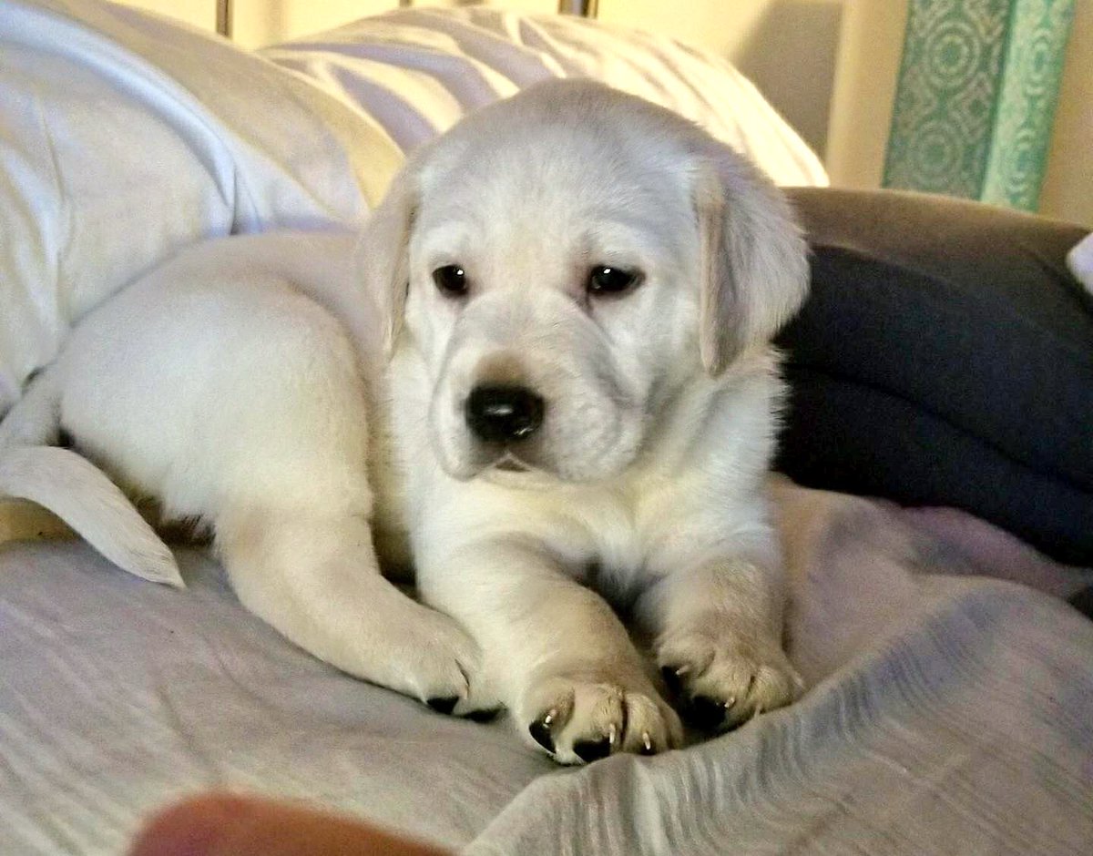 samanthagkeller's tweet photo. Love this little man 💙 #LincolnTheLab https://t.co/z6WFqRrMqD