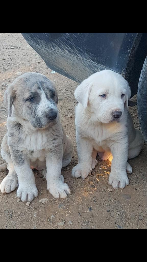 FevrierGlace's tweet photo. Holaa os puedo pedir un favor..compartir estas fotos en los grupos de whatsap q podais...son cachorros de cruce de mastin y presa canario...estan a punto de llevarles a la perrera ya porq no tienen manera de darlos en adopcion... https://t.co/ksgY4AEbRB