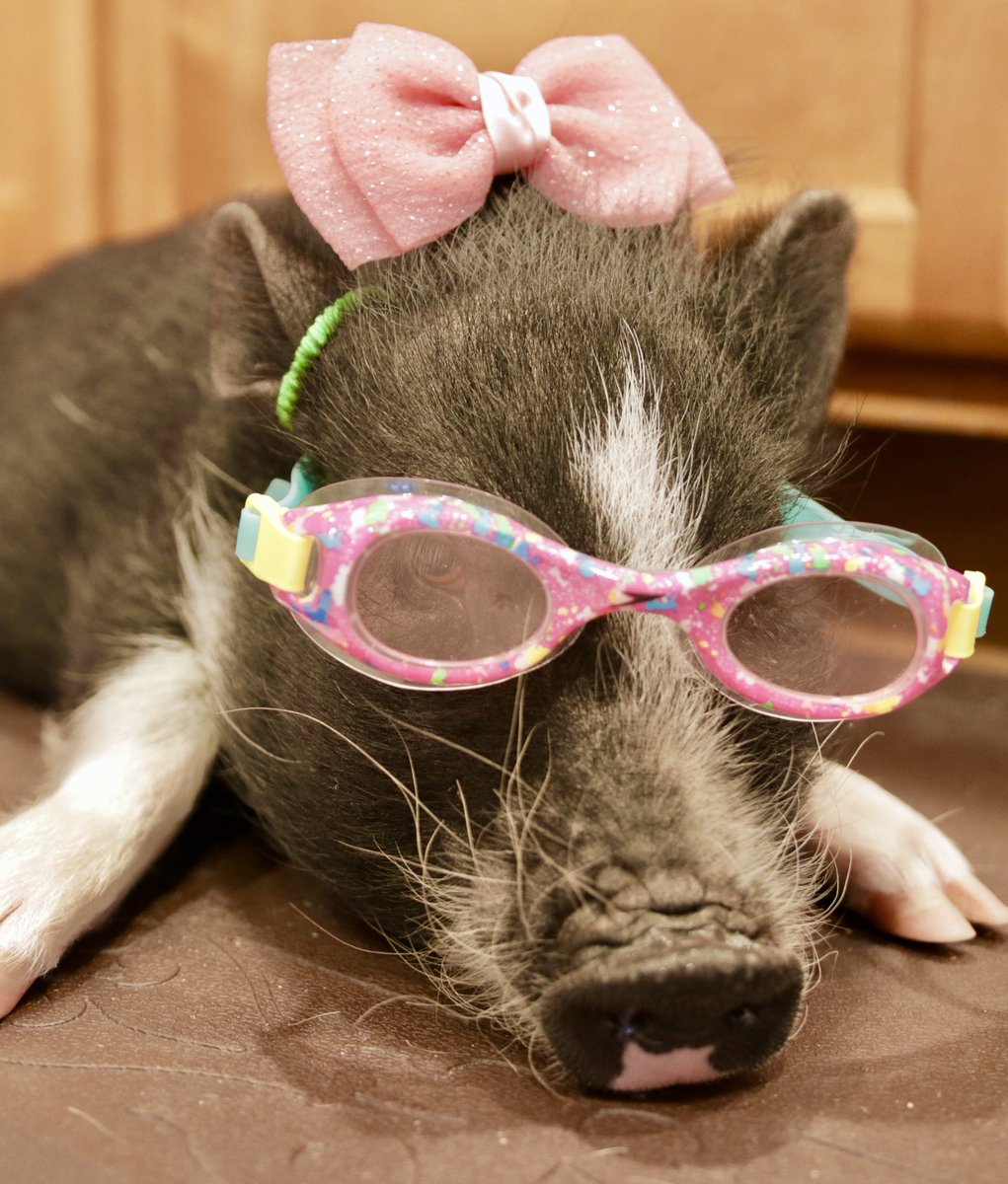 PrestonTVNews's tweet photo. Leave my 4-year-old daughter alone with our pig @PatchThePig and this is what you get 😂 #pigmakeover https://t.co/DSaT6Wb37q