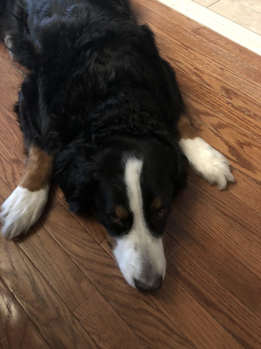 MaverickTherapy's tweet photo. I’m sulking because I haven’t been to school in a long time. But once my mom is healed up, I’ll be back to my school visits! @SweetCharityDog #TherapyDog 📚 https://t.co/ezu5io3OC2
