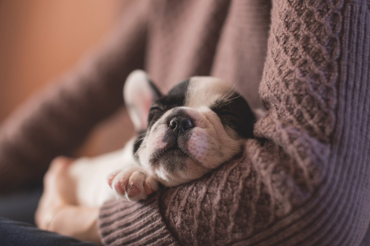 pawTree's tweet image. All the excitement of the weekend can be exhausting, which is why Sunday is the perfect day for rest! #pawTree #mood #sleep #puppy