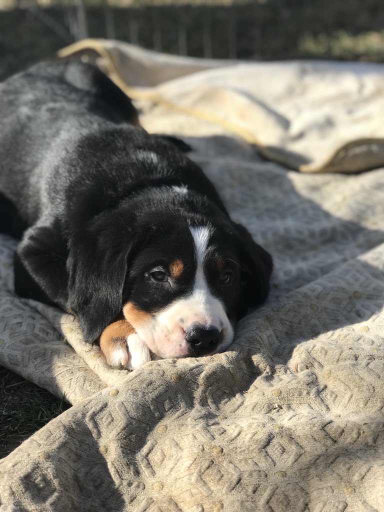 emmrayn's tweet photo. Here are some super cute puppies to brighten your day🐶💓 https://t.co/vqXj91QgZP