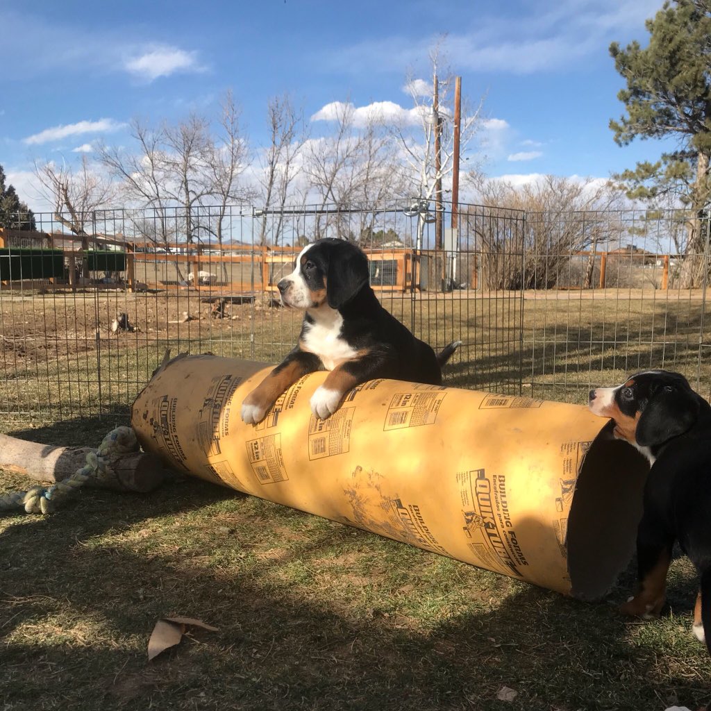 emmrayn's tweet photo. Here are some super cute puppies to brighten your day🐶💓 https://t.co/vqXj91QgZP