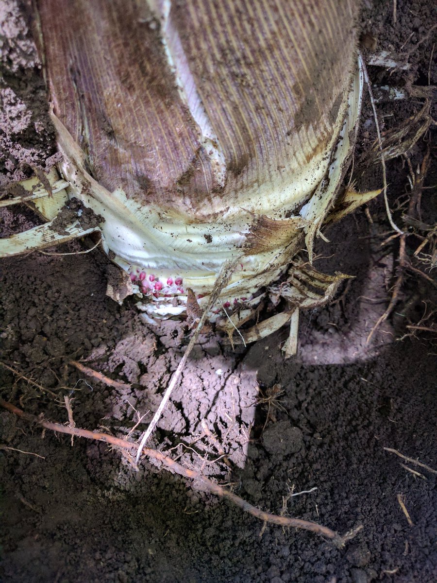612_sss's tweet photo. 筍前線は現在九州地方です！寒い1月2月が嘘のような最近のポカポカ陽気。今年は国産 #筍 がお買い得？！かもしれません。掘り進めると解るように #筍の芽 が赤いのは新鮮な証ですよ。 https://t.co/bYaDOKfucm