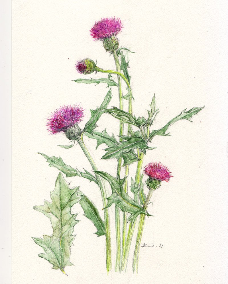 玲さん しばらく匿名 בטוויטר おはようございます 今朝はアザミを 花言葉 は 触れないで 高潔 などです 茎にトゲがあるためです 実はこの絵は１０年ぐらい前に描いたもの 久喜のセブンカルチャーに常設展示しています 武器ではなく花を ボタニカルアート