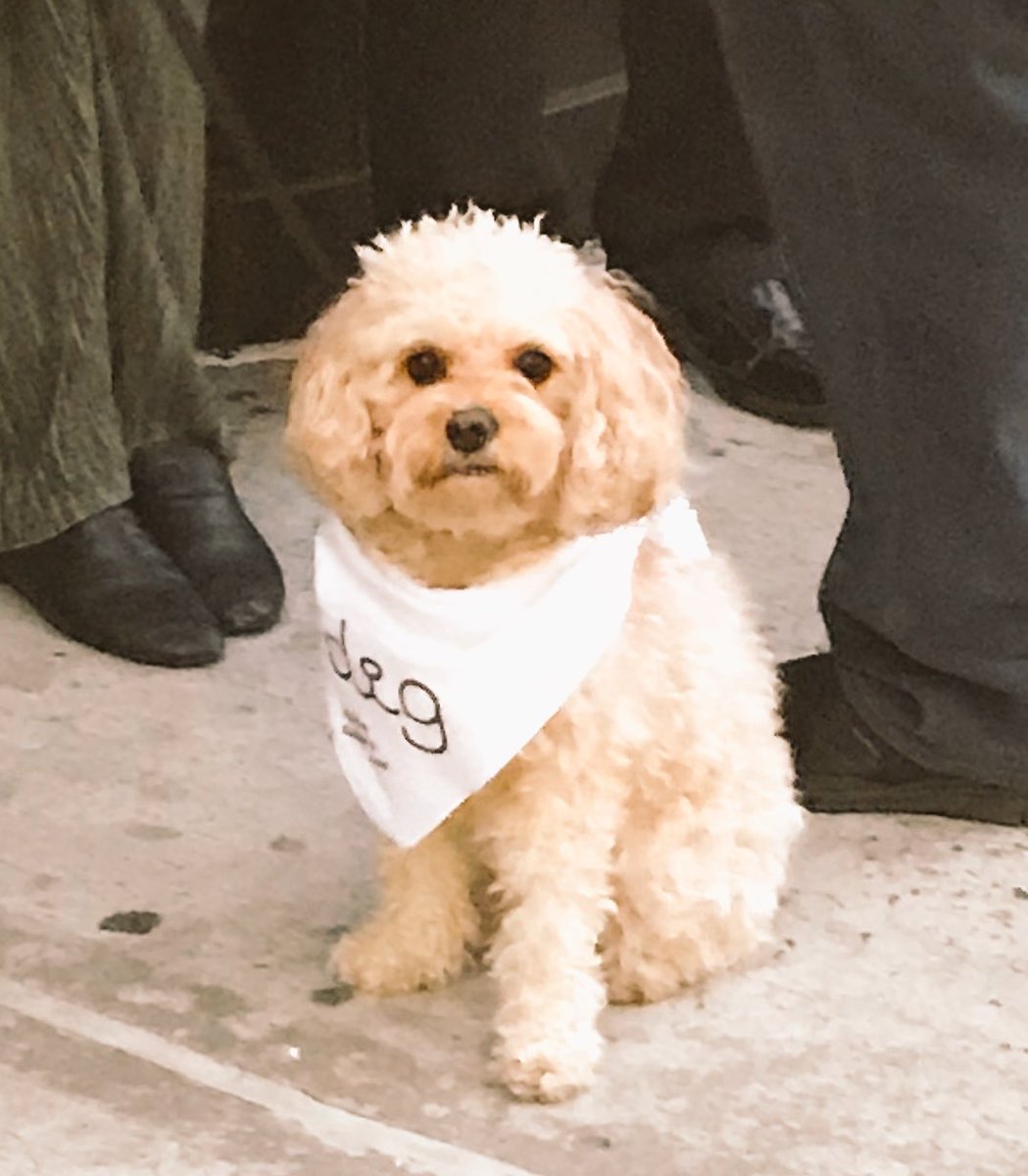 Sprint4NYNJ (@sprint4nynj) on Twitter photo We’re at FlatironSprint where <a href="/Entrepreneur/">Entrepreneur</a> is shooting auditions for #elevatorpitch season 2! We think this is the CUTEST contestant 🐶 <a href="/DigDates/">Dig - The Dog Person’s Dating App</a> @sprintbusiness @sprint We’re at FlatironSprint where <a href="/Entrepreneur/">Entrepreneur</a> is shooting auditions for #elevatorpitch season 2! We think this is the CUTEST contestant 🐶 <a href="/DigDates/">Dig - The Dog Person’s Dating App</a> @sprintbusiness @sprint