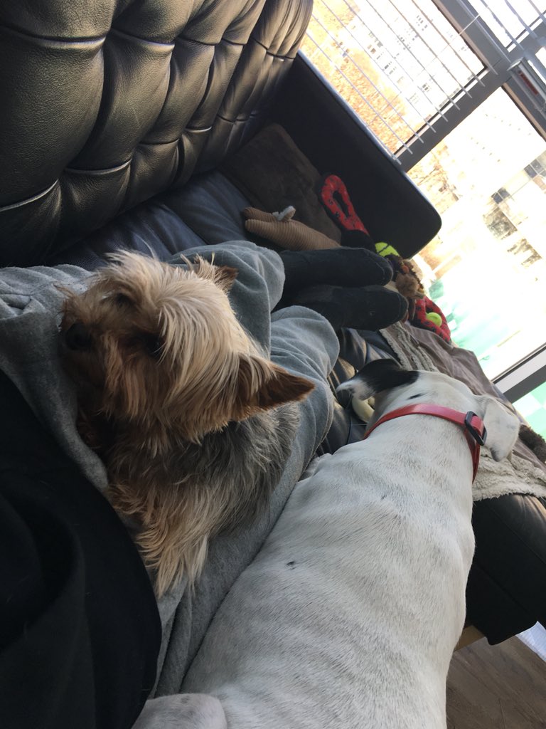 Sinoman's tweet image. The white is mine. The Yorkie I pet sit. My dog never hugs up to me like this unless the Yorkie is there #resourceguarding