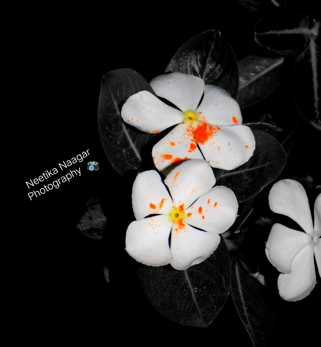 neetikanaagar2's tweet photo. This flower is looking pretty amazing.. Isn't it.. And the colour orange adds something to it... 😍😍😘🎈..
That moment when your click turns out to be so good😍😘😍🌹 #flower #colourfullflower #beautifulflower #flowerlook #amazingshot #amazinglyclicked😍😘📷⛵ https://t.co/XxJOUngBTJ
