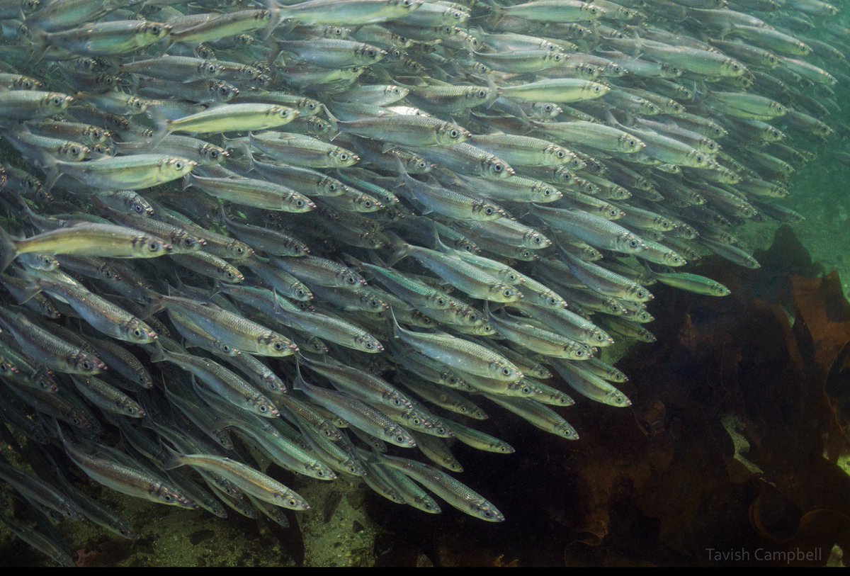 HeiltsukCouncil's tweet photo. Good news for herring on the central coast: DFO’s agreement with Heiltsuk to suspend roe herring fishery will give stocks an opportunity to recover. Read more here: https://t.co/f2vciJHBw3 #heiltsukstrong #heiltsukherring https://t.co/nezlImPhiP