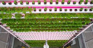 indooragcon's tweet image. RT @verticalgrower: What is vertical farming, and how does it work? 

&amp;gt; urbanvine.co/blog/a-crash-c…

#verticalfarming #urbanfarming