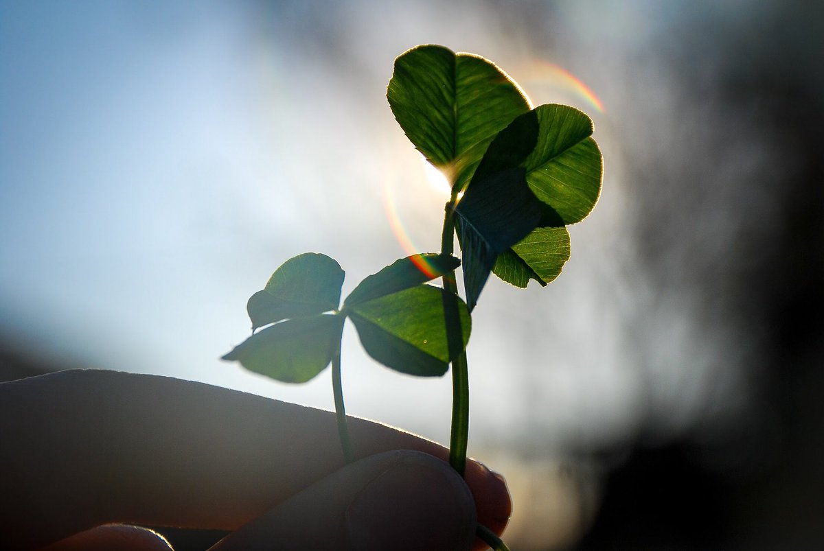 elfcirynn's tweet photo. You’ll all be happy to know I’m still awesome at finding four leaf clovers. https://t.co/TFlG5vT3QL