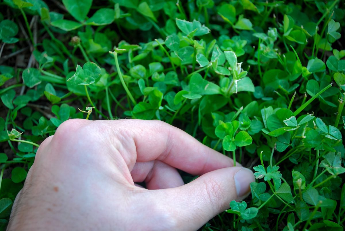 elfcirynn's tweet photo. You’ll all be happy to know I’m still awesome at finding four leaf clovers. https://t.co/TFlG5vT3QL