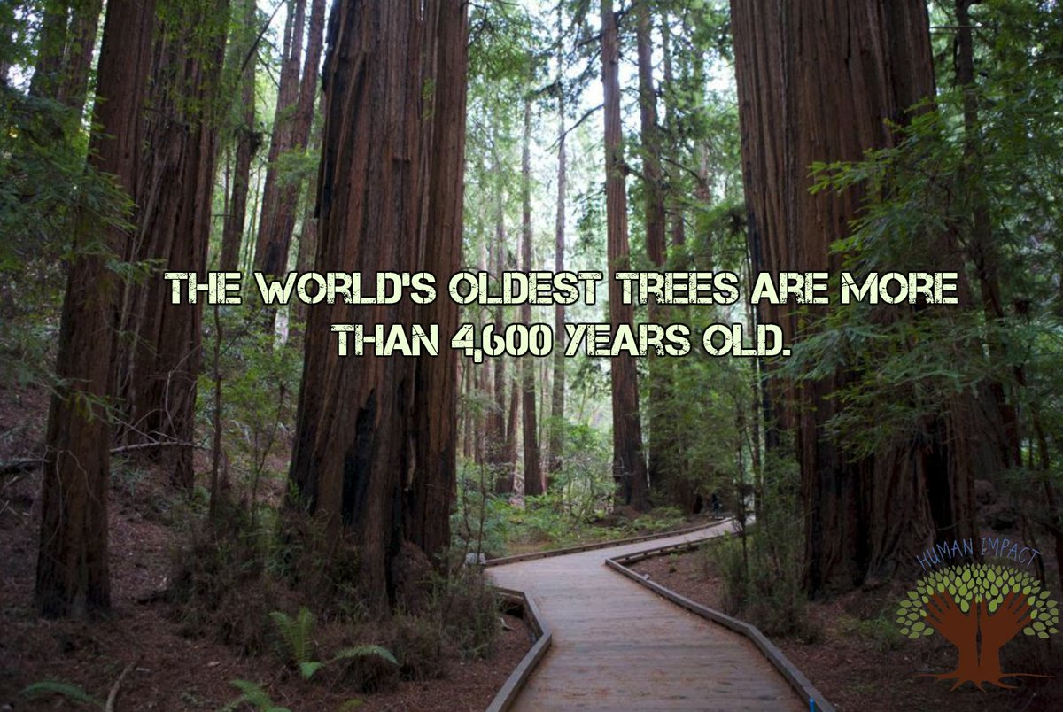 humanimpact_hb's tweet photo. The world’s oldest trees are more than 4,600 years old! Fascinating! Let's try our best to help save these 4600 years of history...... #ecofacts #humanimpact https://t.co/J4v2APJk9I