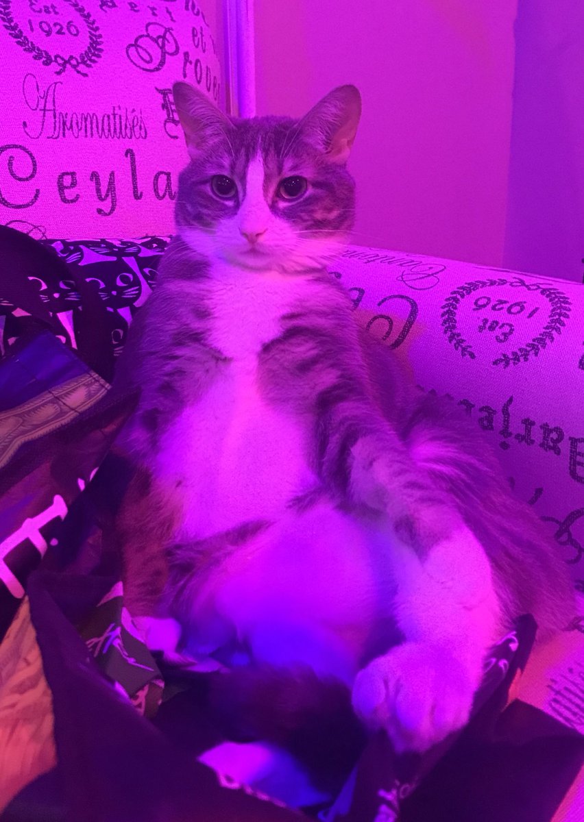 HuffyTheKitten's tweet photo. This is my good leg... https://t.co/Oy2sB4FrHp