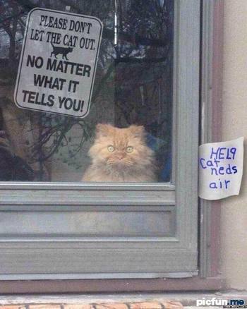 NaturalScratch's tweet photo. The face on this #cat 😂😂😂 https://t.co/ma2WjhfIw9