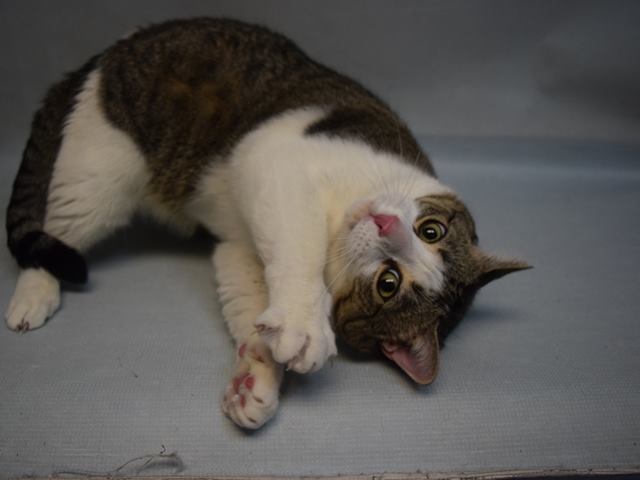 brendaoncats's tweet photo. SAVE ADORABLE &amp; AFFECTIONATE, "TERRIFIC TUBBY ROSCO" who WAS DUMPED FOR ALLERGIES! THIS LOYAL LOVING WONDERFUL LOVE CANNOT BELIEVE IT! WANTS TO LOVE U! #NYC #cats https://t.co/bpWlEvtHEP https://t.co/1PQFrF7v5x