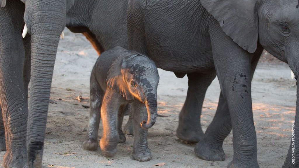 NWF's tweet photo. A small town Arkansas youth's global vision for the future of elephants & wildlife conservation around the world is the winning idea for #EveryElephant Counts contest w/ @VulcanFilms. He is heading to Africa to meet Naledi, the elephant who inspires us all https://t.co/56gOXLUsHd https://t.co/67WkgzgyJV