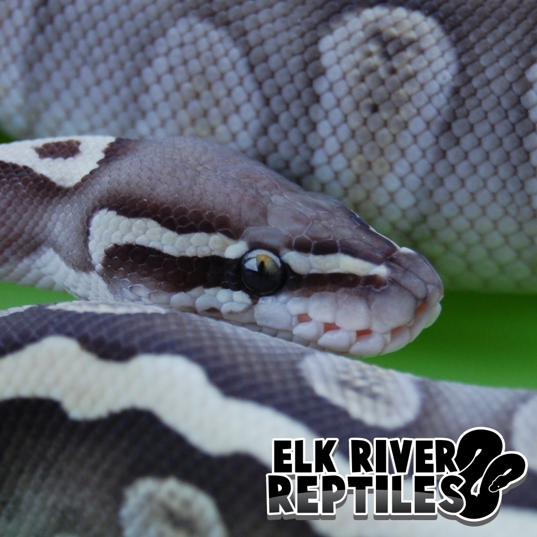 elkriverreptile's tweet image. #ballpythonsofig #ballpython #ballpythonbreeder #ballpythonmorphs #snakes #snakelife #reptilesofinstagram #elkriverreptiles