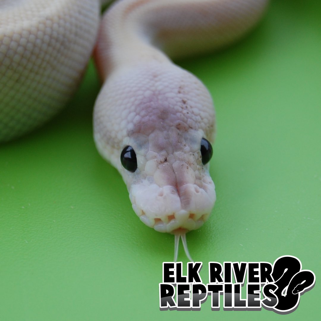 elkriverreptile's tweet image. #ballpythonsofig #ballpython #ballpythonbreeder #ballpythonmorphs #snakes #snakelife #reptilesofinstagram #elkriverreptiles