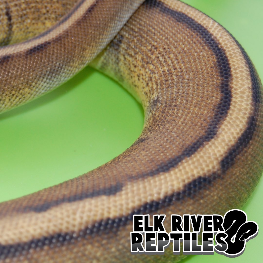 elkriverreptile's tweet image. #ballpythonsofig #ballpython #ballpythonbreeder #ballpythonmorphs #snakes #snakelife #reptilesofinstagram #elkriverreptiles
