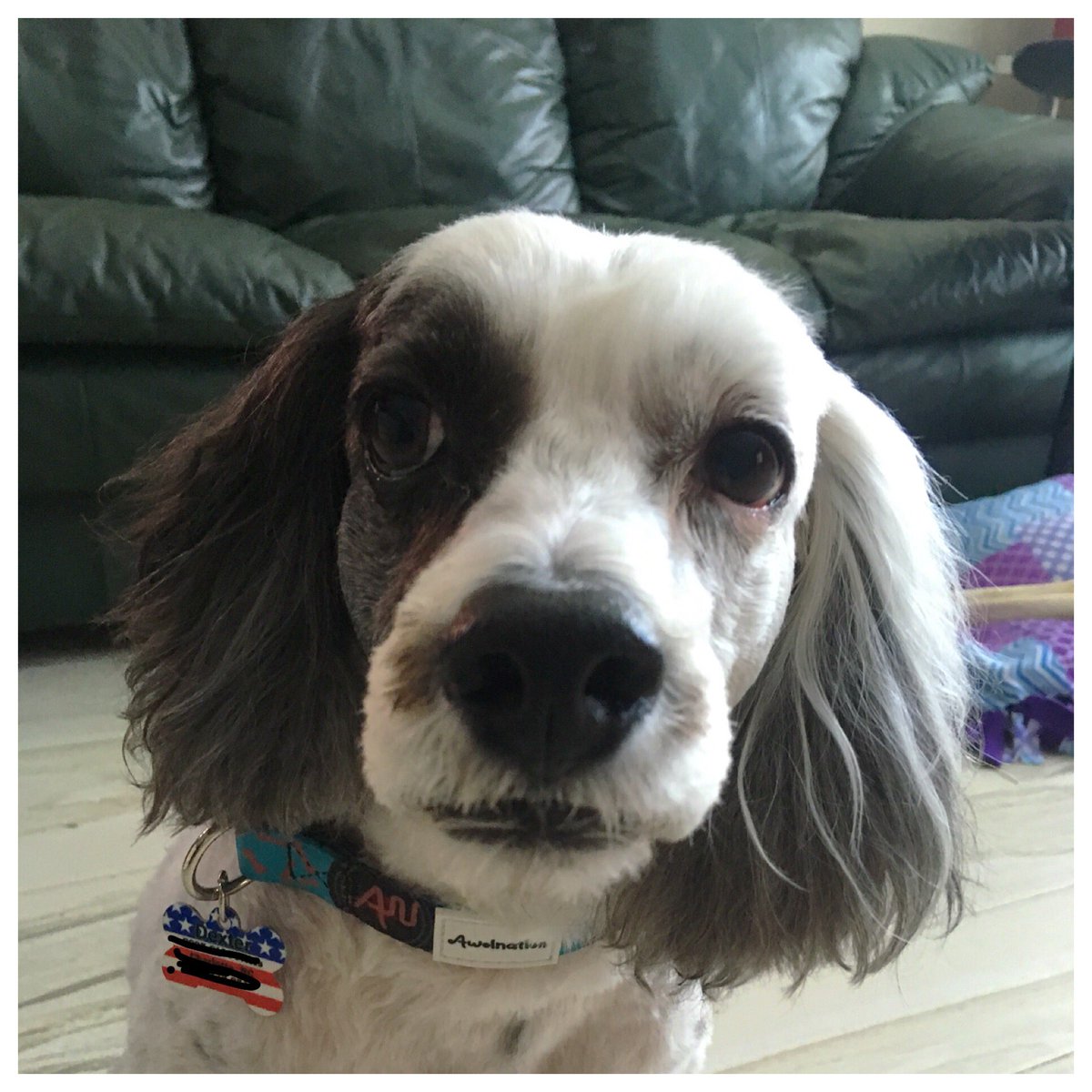 @awolnation Dexter sporting his new #herecometherunts #awolnation swag 💜🐾🤘@dcarter6905 💯❤️@ANBuilders @AWOLnationFANS @CockapooPlace