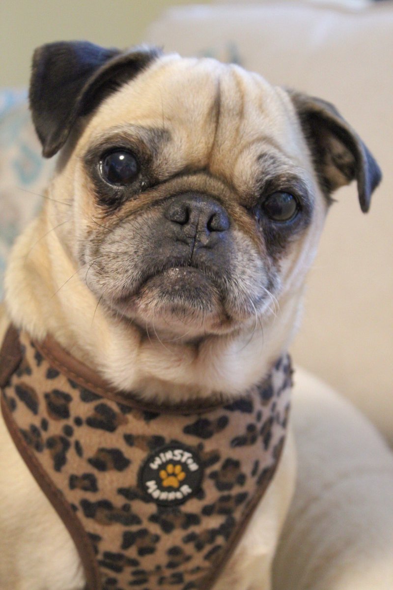NotYourAvgPug's tweet photo. Hmmm.. they say tomorrow is Monday... not sure what Iโm going to do about that
#sleepthroughit #isitfridayyet https://t.co/SSOJvlxNyz