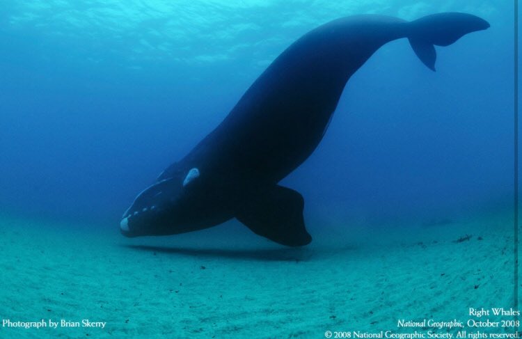 katiemoon113's tweet photo. I’m sorry but I have had enough. The North Atlantic Right Whale is expected to become extinct in a few short years. People are to blame. Stop littering at our beaches and help cut back on pollution in an effort to save these animals. This is not our Earth. (Photograph by Brian S) https://t.co/4Psdwmjyyn