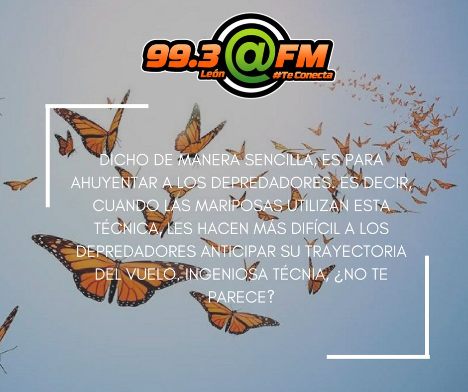 FMLeon993's tweet photo. #DatoArroba ¿Porqué las mariposas no vuelan en linea recta?🦋🦋🦋🦋 #ArrobaFM #TeConecta https://t.co/tQRsJbv8fE