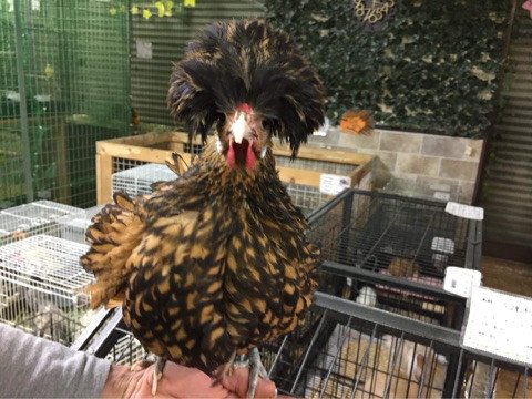 鶏販売 Twitter Search Twitter