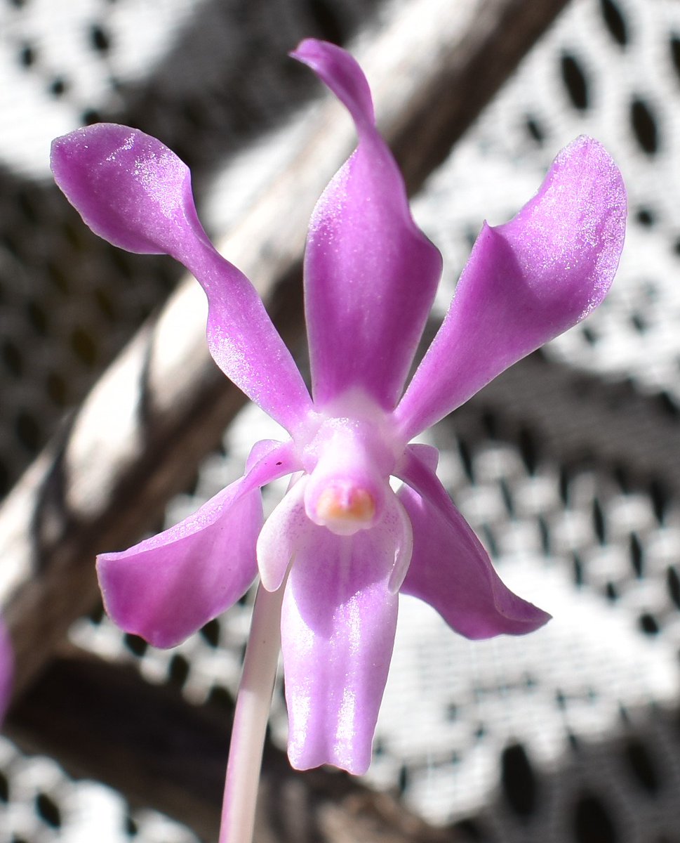 ConnieYurkus's tweet photo. Ascocenda Blue Tahourdin 'Bronze Grape' x Neofinetia falcata joined the mini Vanda group a year or two ago. Just lately it has begun blooming pretty regular, one spike at a time. #orchids, #ascocenda, #neofinetia, #vanda, #minivanda, #flowers https://t.co/EfsZufBduJ