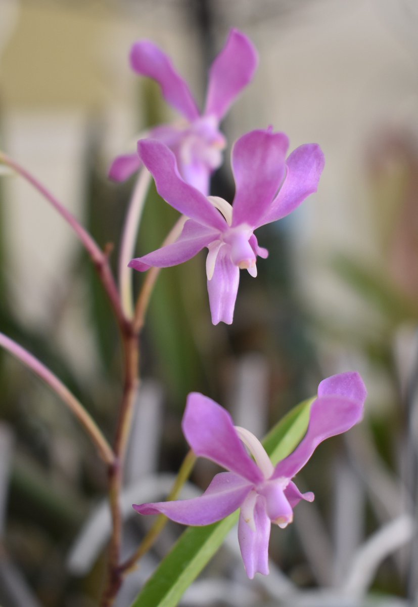 ConnieYurkus's tweet photo. Ascocenda Blue Tahourdin 'Bronze Grape' x Neofinetia falcata joined the mini Vanda group a year or two ago. Just lately it has begun blooming pretty regular, one spike at a time. #orchids, #ascocenda, #neofinetia, #vanda, #minivanda, #flowers https://t.co/EfsZufBduJ
