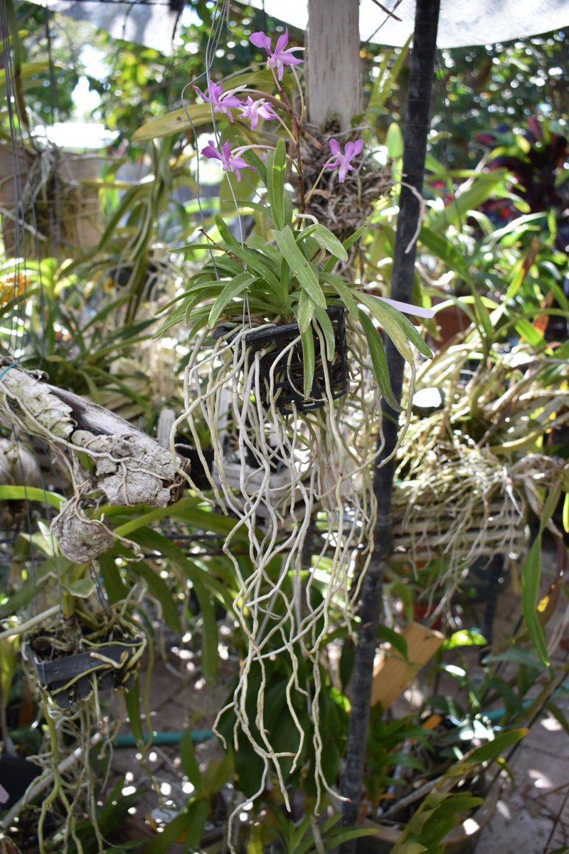 ConnieYurkus's tweet photo. Ascocenda Blue Tahourdin 'Bronze Grape' x Neofinetia falcata joined the mini Vanda group a year or two ago. Just lately it has begun blooming pretty regular, one spike at a time. #orchids, #ascocenda, #neofinetia, #vanda, #minivanda, #flowers https://t.co/EfsZufBduJ